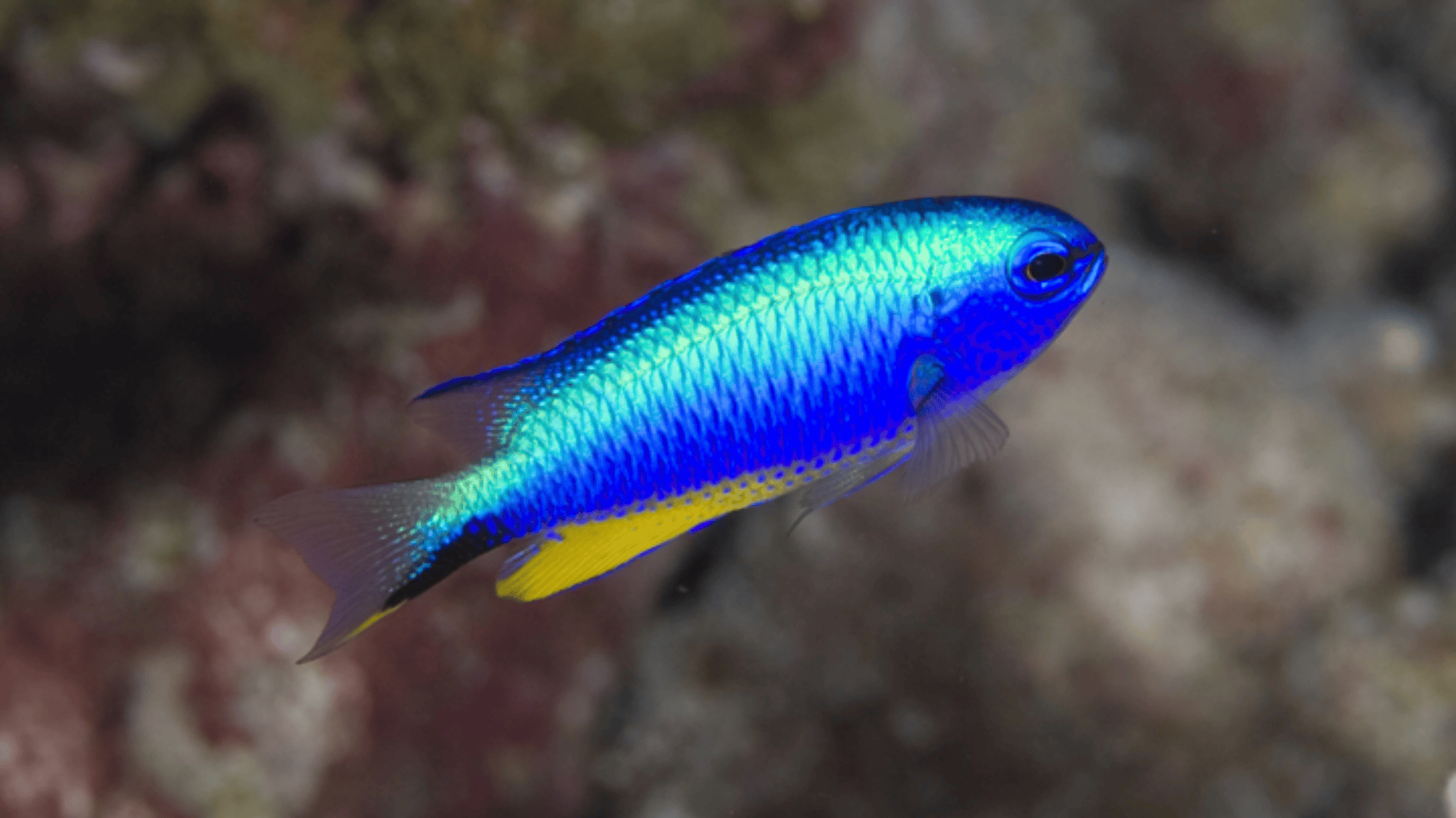 11._Damselfish
