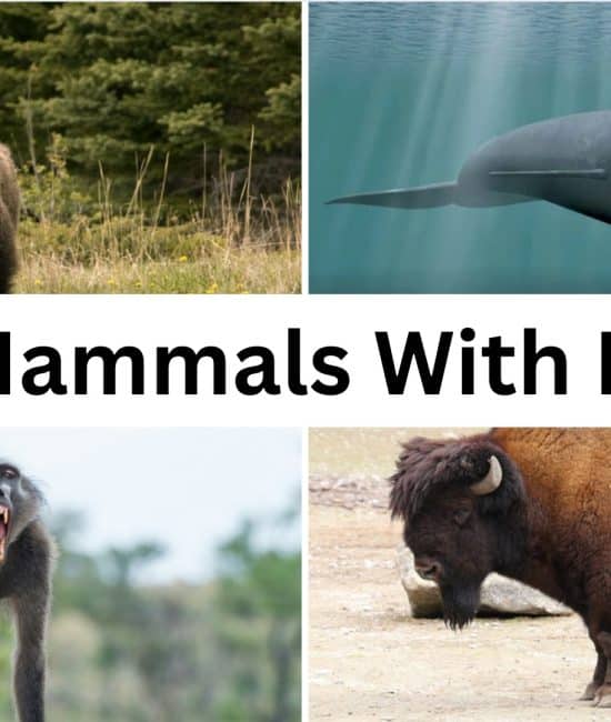 111 Mammal Names that Start with The Letter "B"