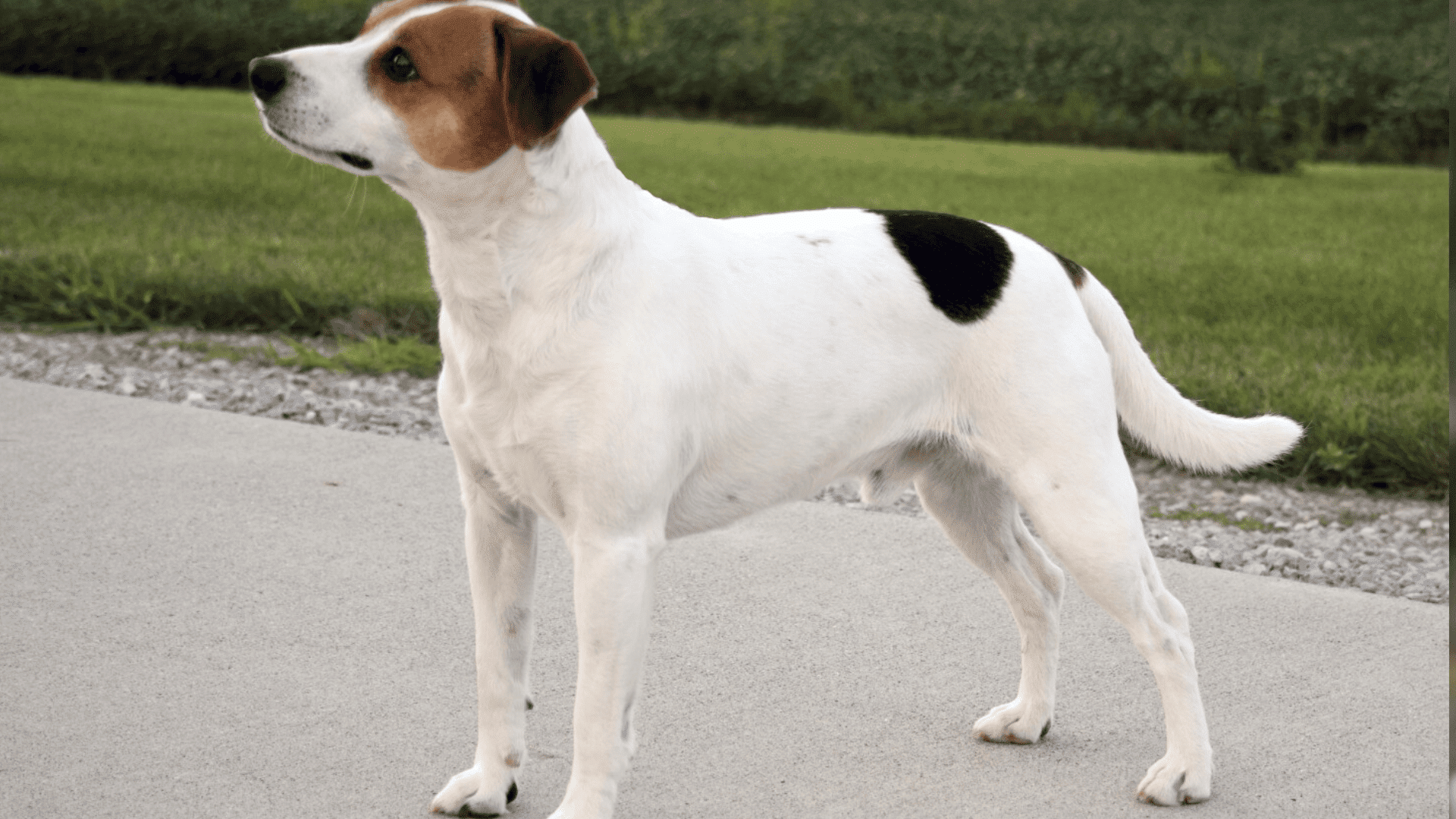 13._Danish_Swedish_Farmdog