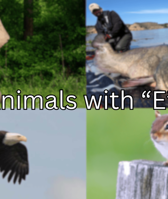 133 Animals Starting With Letter 'E'