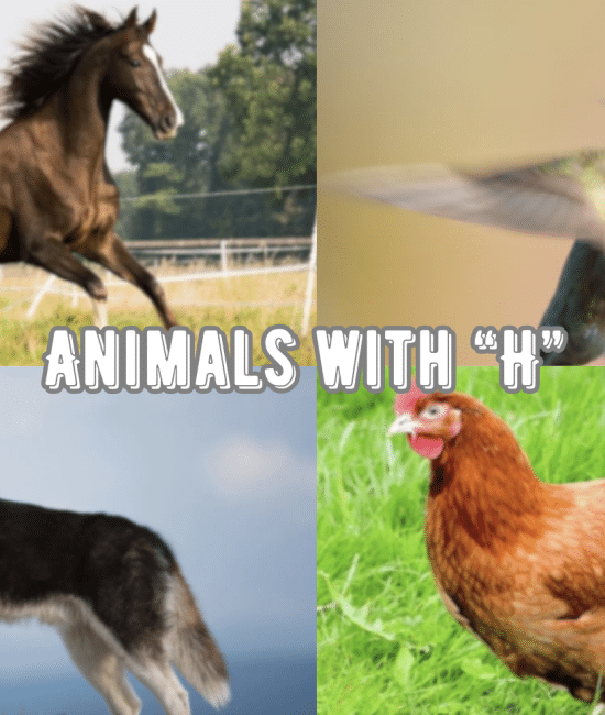 148 Animals Starting with The Letter "H"