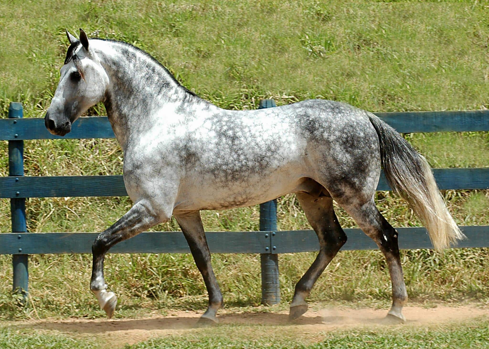 15._Dapple_Gray_Horse