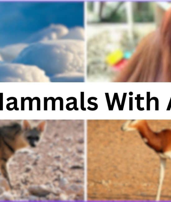 153 Mammals that Start with The Letter "A"