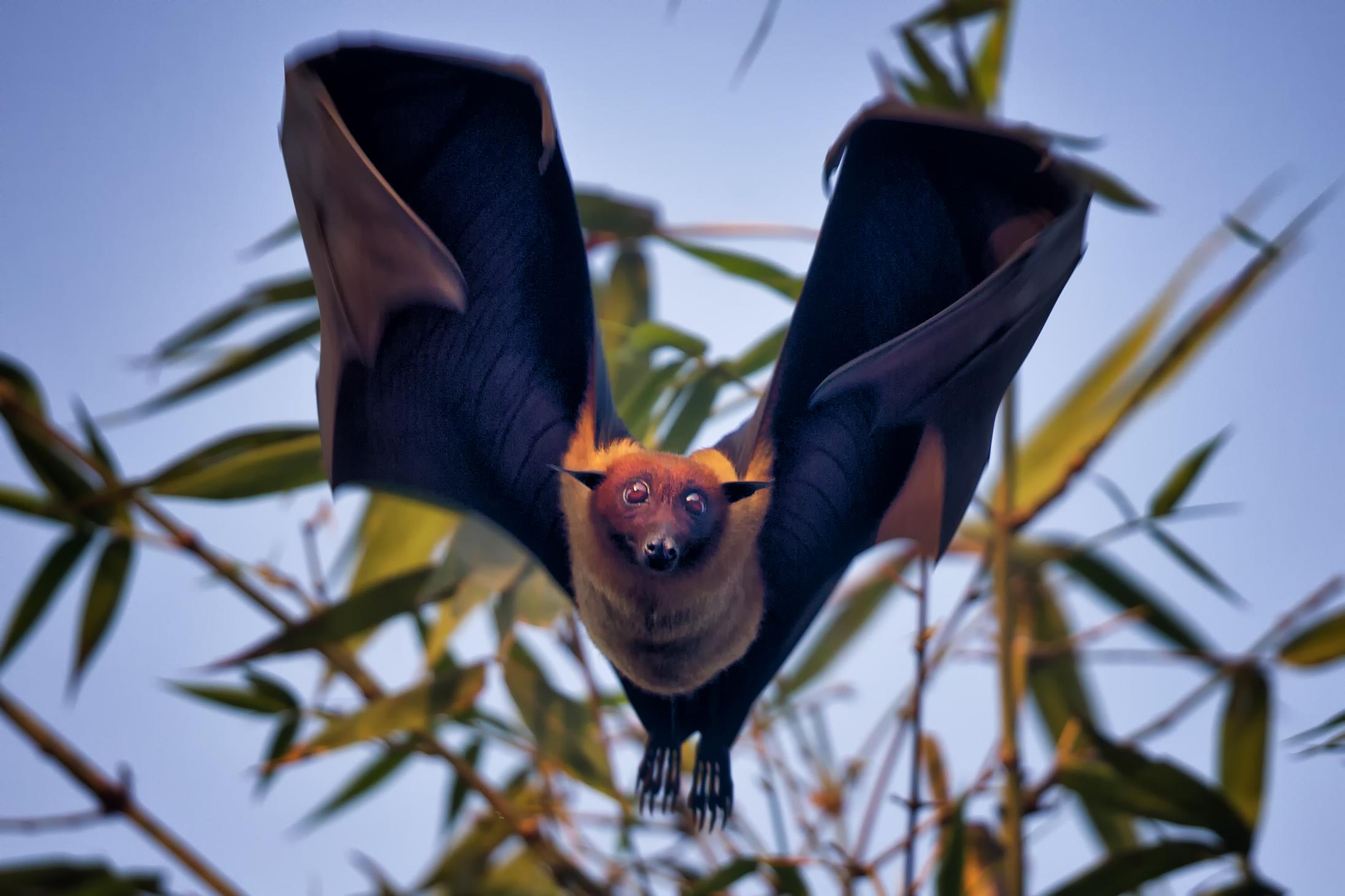 16._Dappled_Fruit_Bat