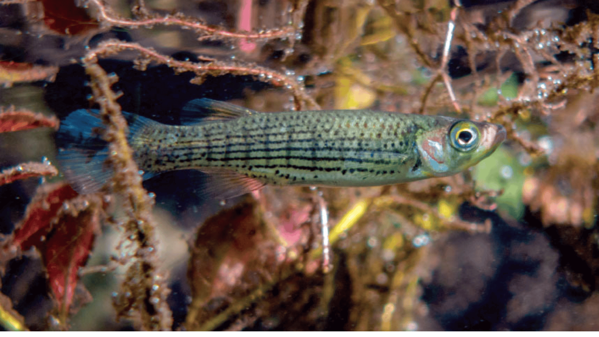 17._Dappled_Studfish