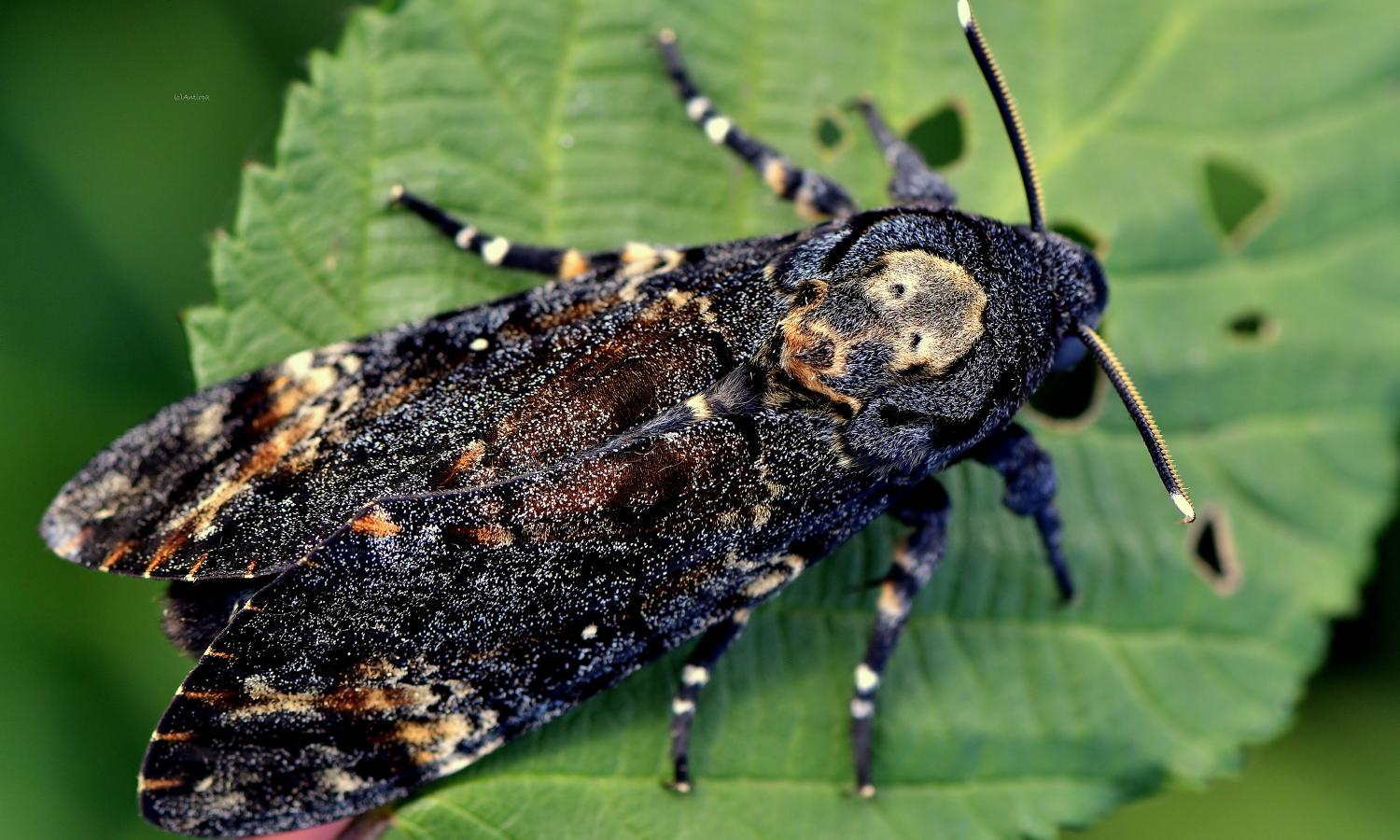 18._Deadly_Nightshade_Moth