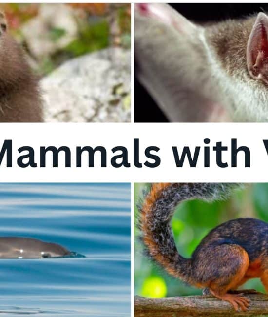 19 Mammals that Start with The Letter "V"
