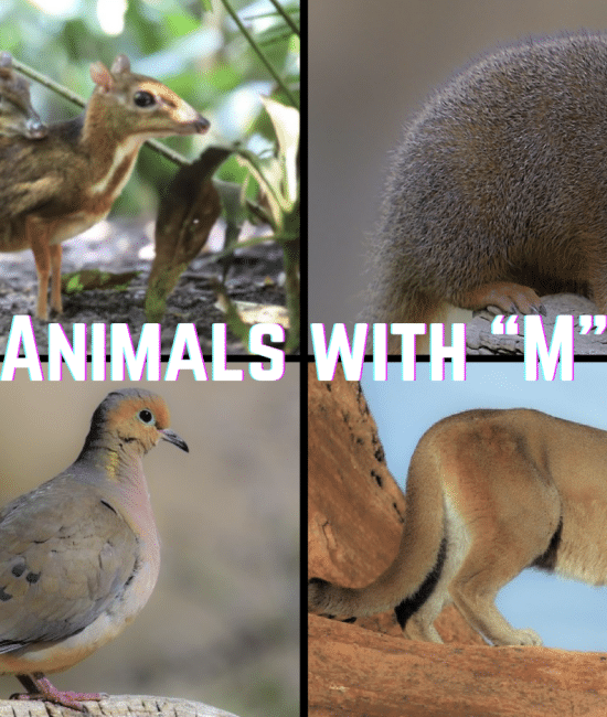 198 Animals that Start with The Letter "M"