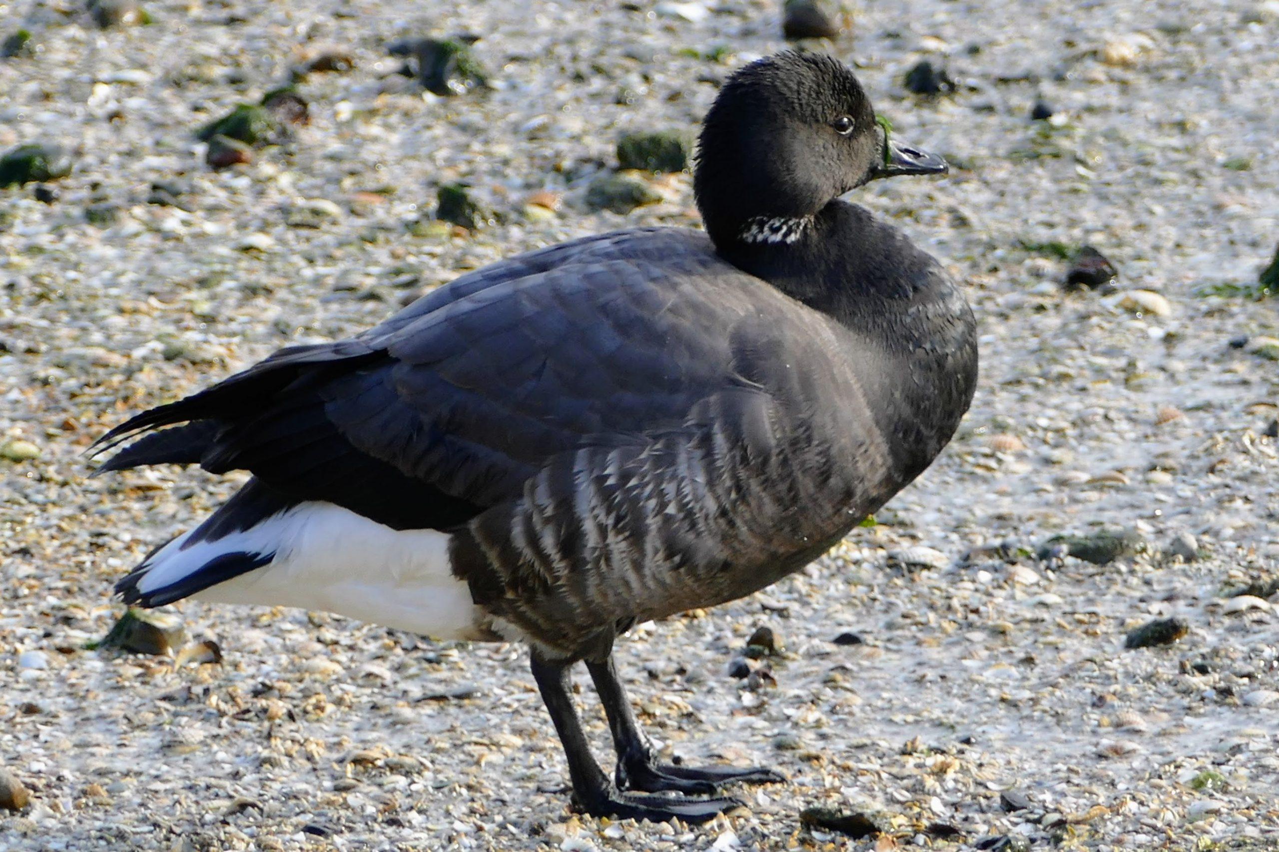 20._Dark-bellied_Brent_Goose