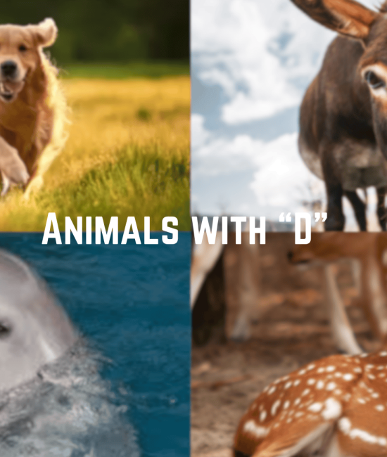 209 Animals That Start With the Letter "D"