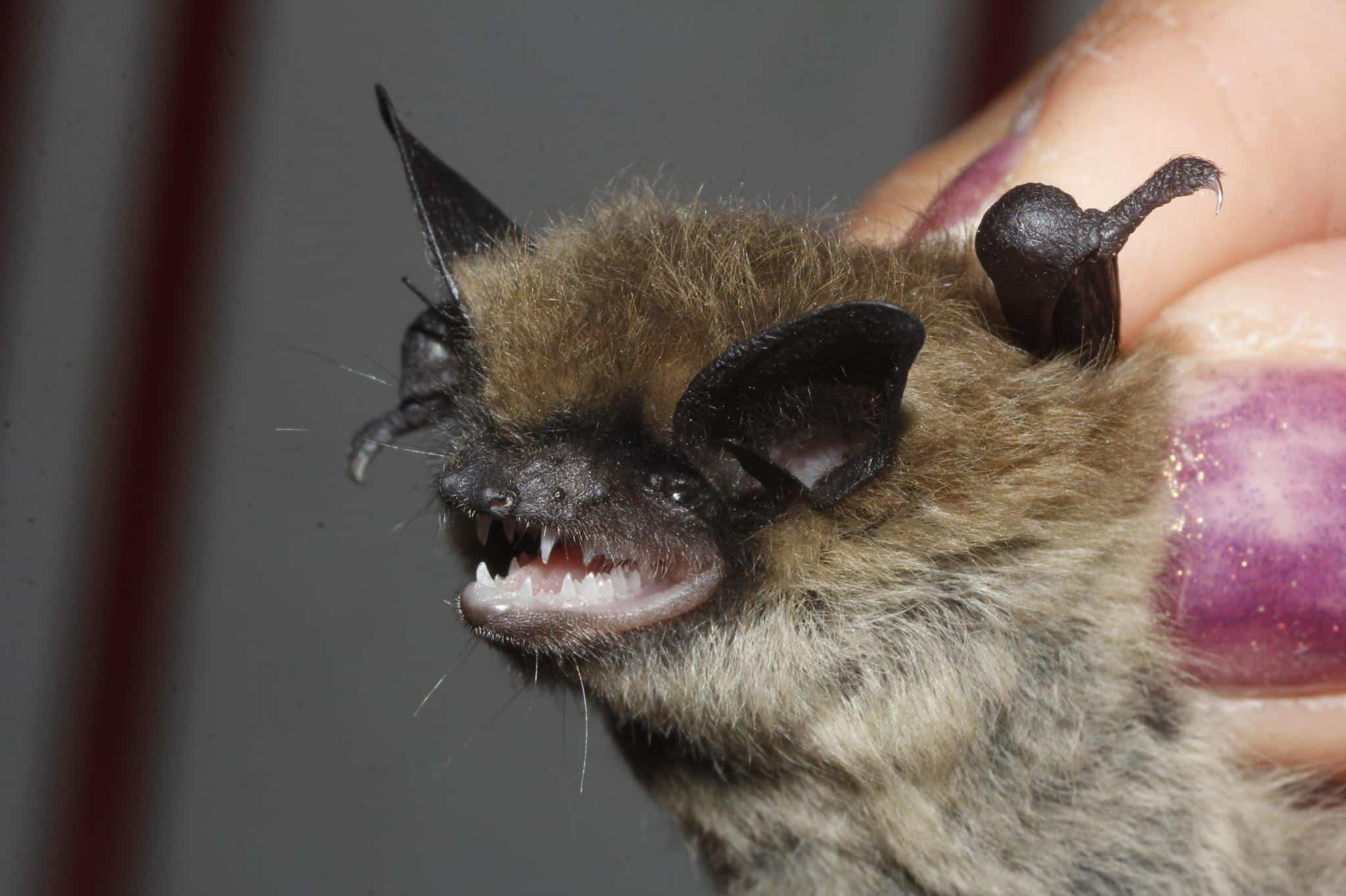 21._Dark-eared_Myotis