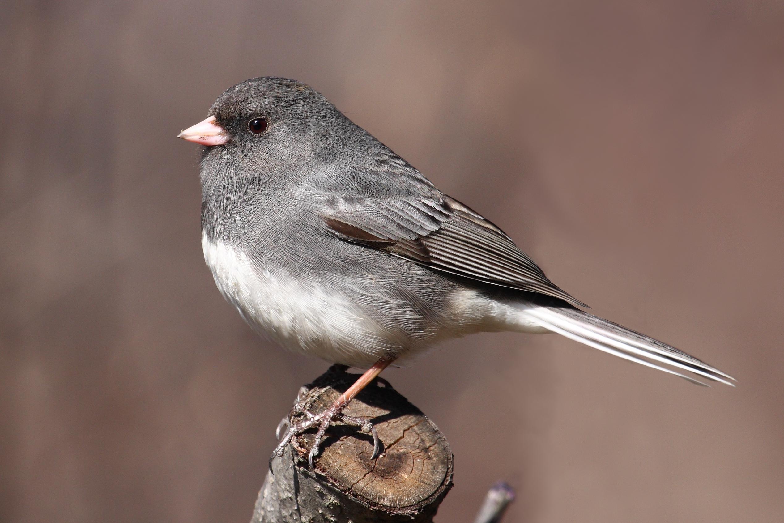 22._Dark-eyed_Junco