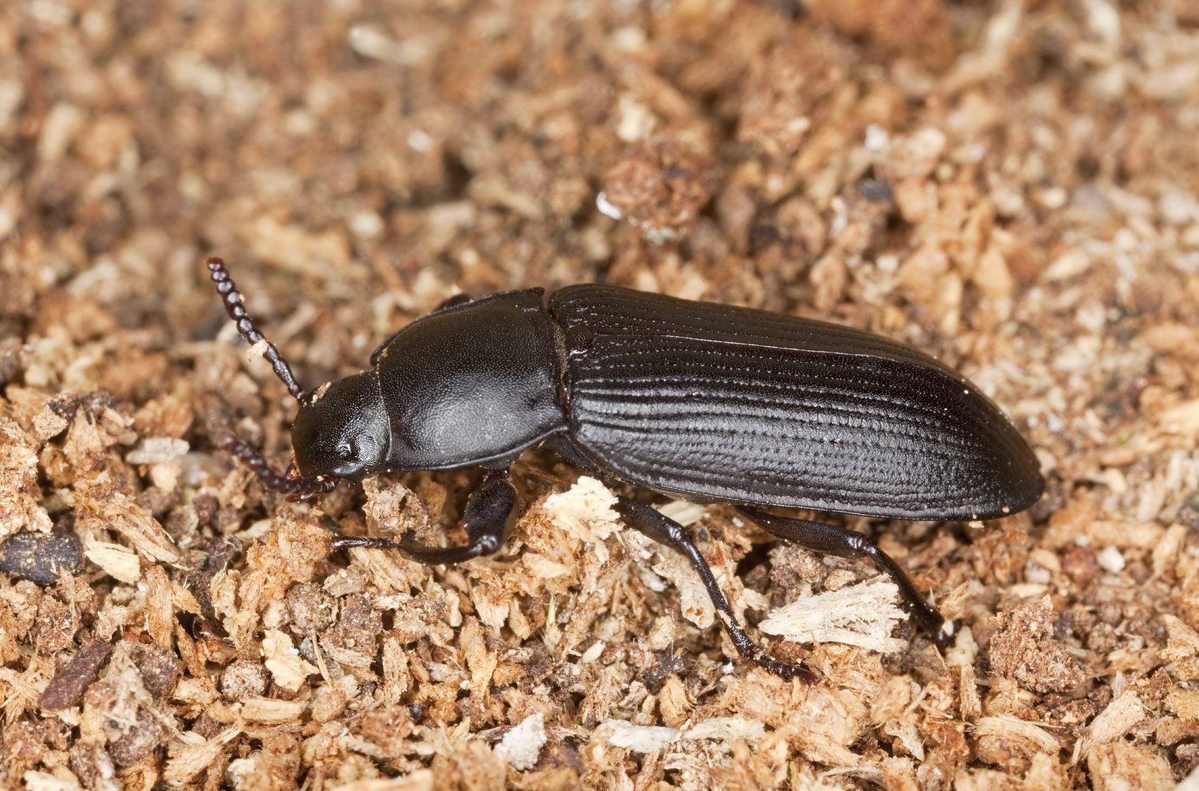 23._Darkling_Beetle