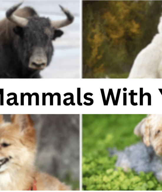 24 Mammal Names that Begin with Letter "Y"