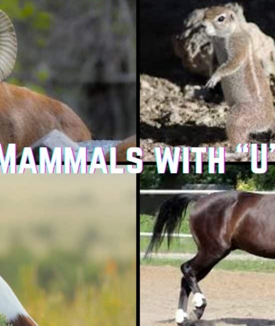 24 Mammals that Start with The Letter "U"