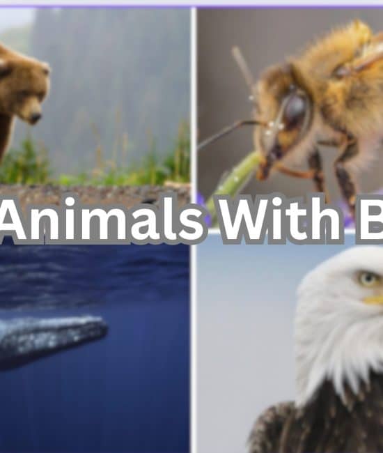 279 Animal Names that Start With The Letter "B"