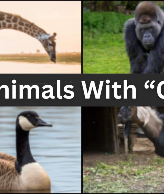 297 Animals Start With The Letter "G"