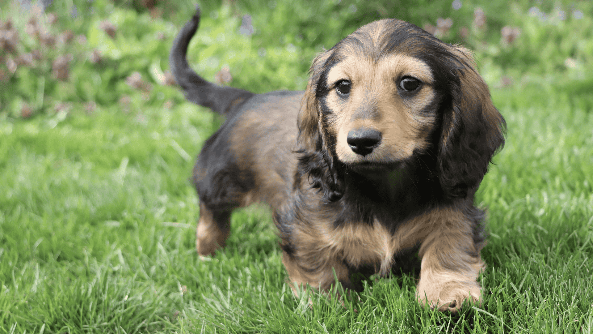 3._Dachshund