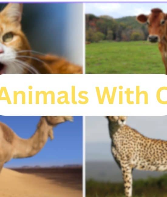 371 Common and Special Animals with the Letter "C"