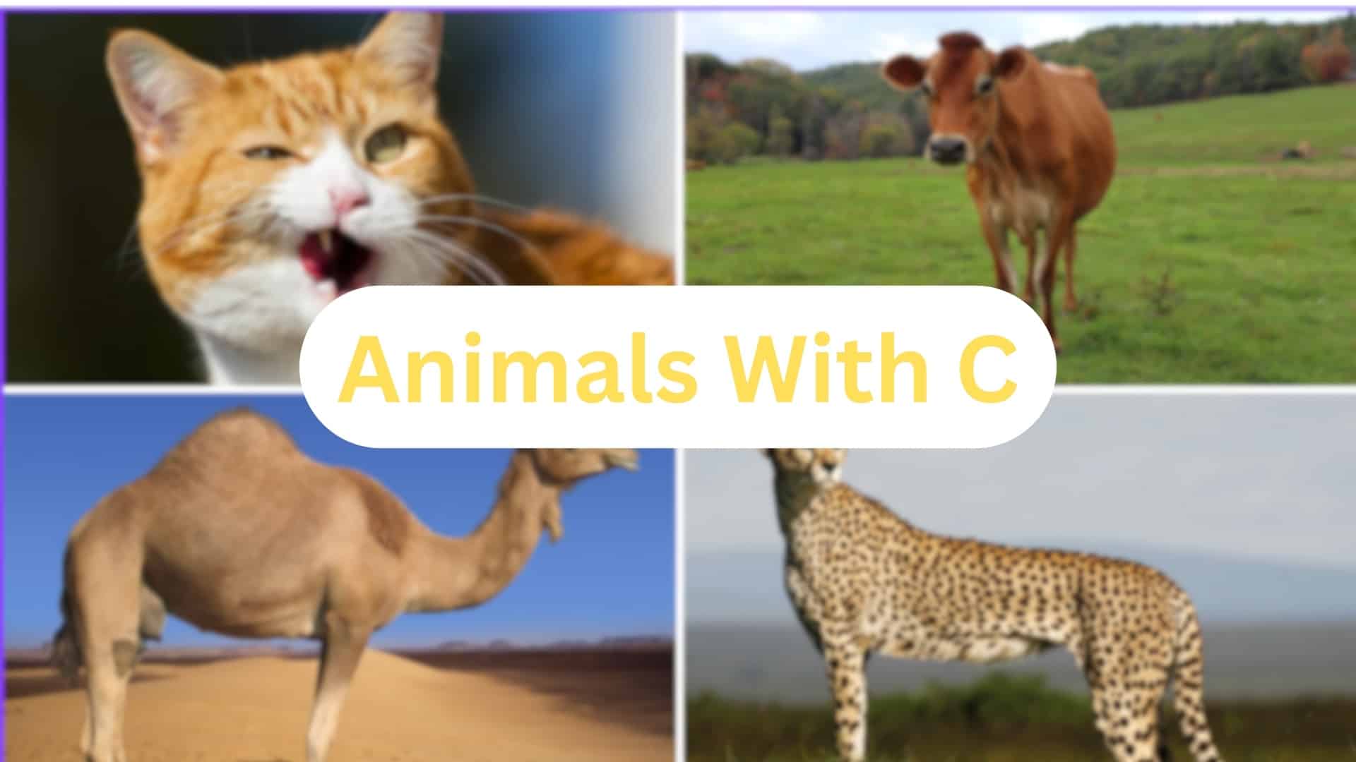 371 Common and Special Animals with the Letter "C"