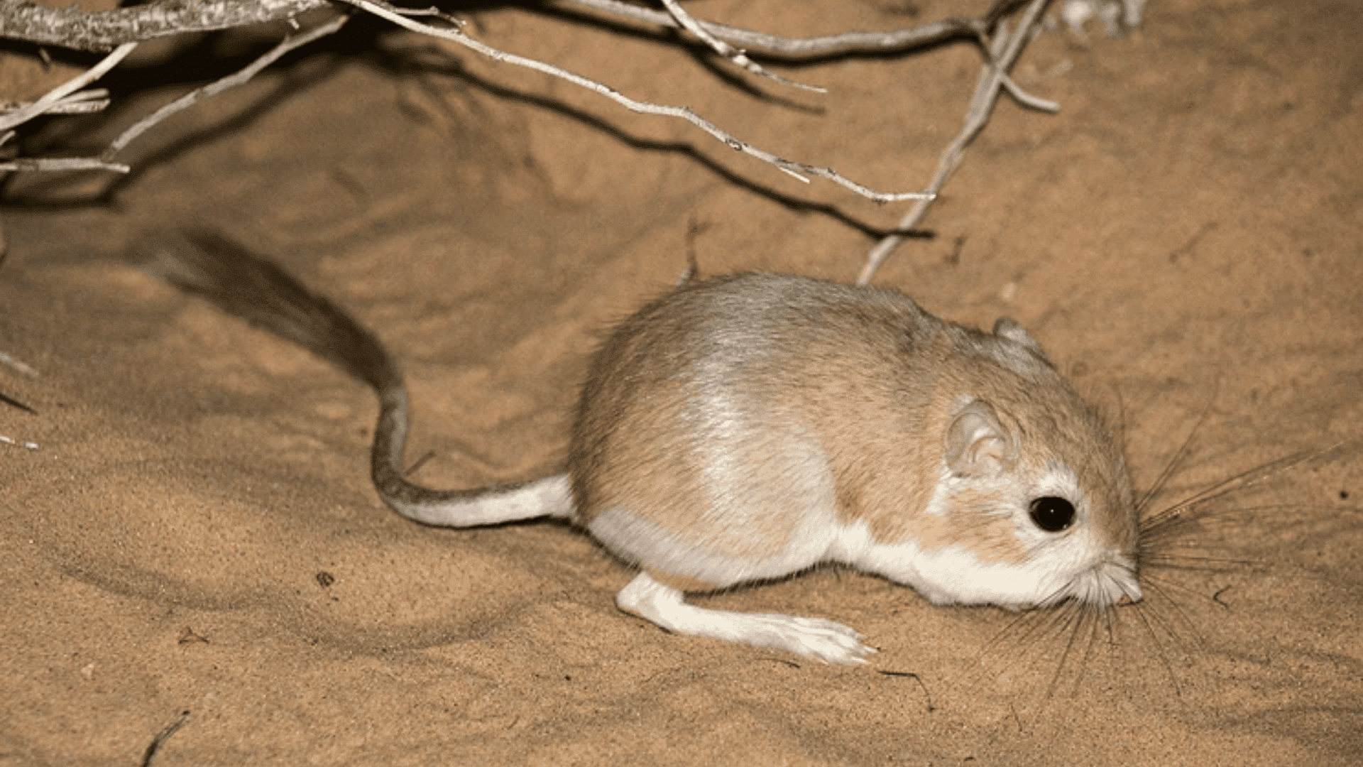 4._Desert_Kangaroo_Rat