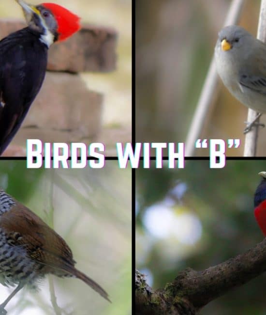 499 Birds that Start with The Letter "B"