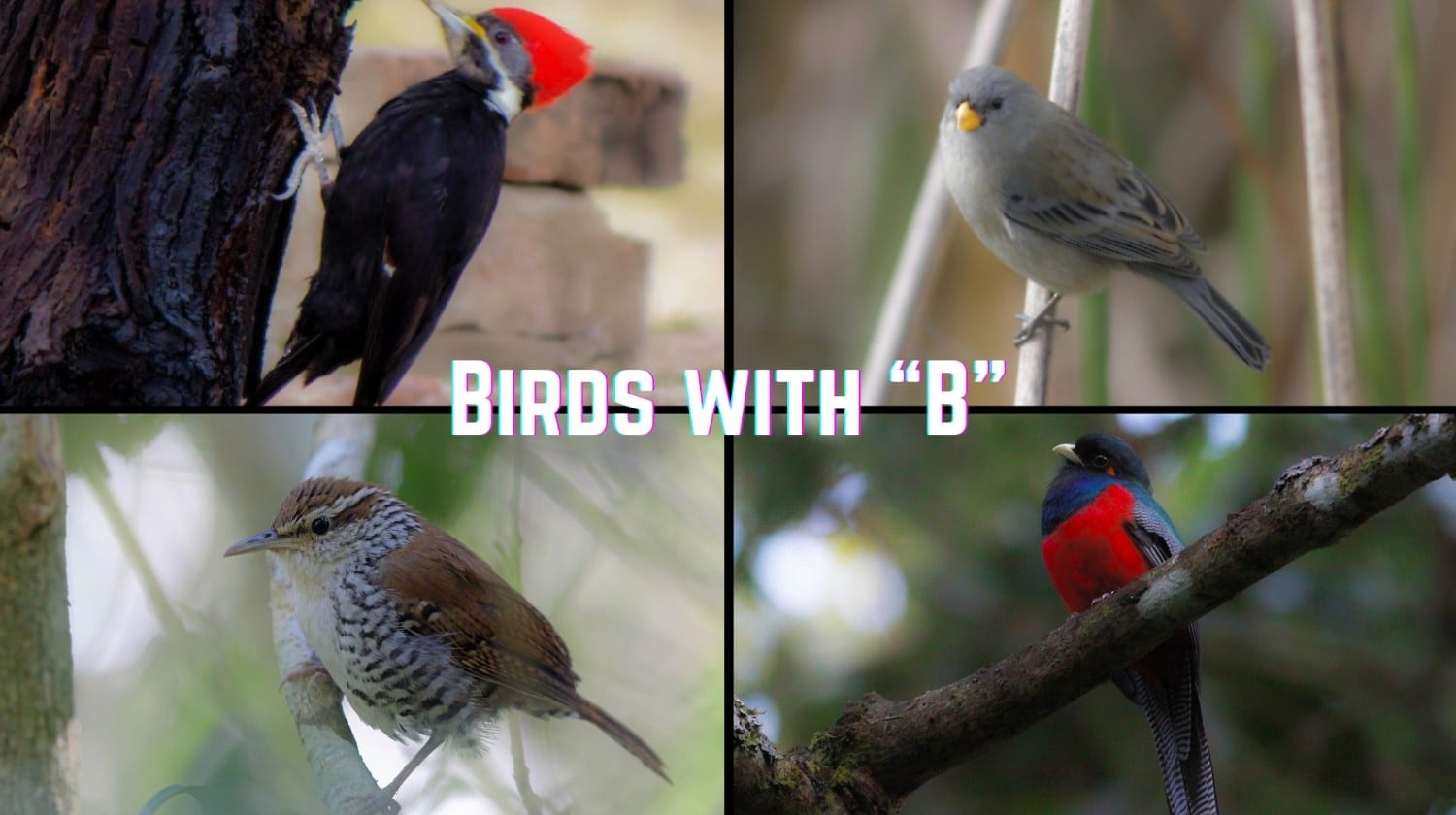 499 Birds that Start with The Letter "B"
