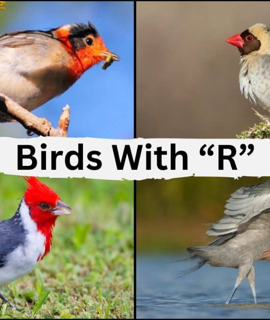 53 Birds Start With The Letter "R"