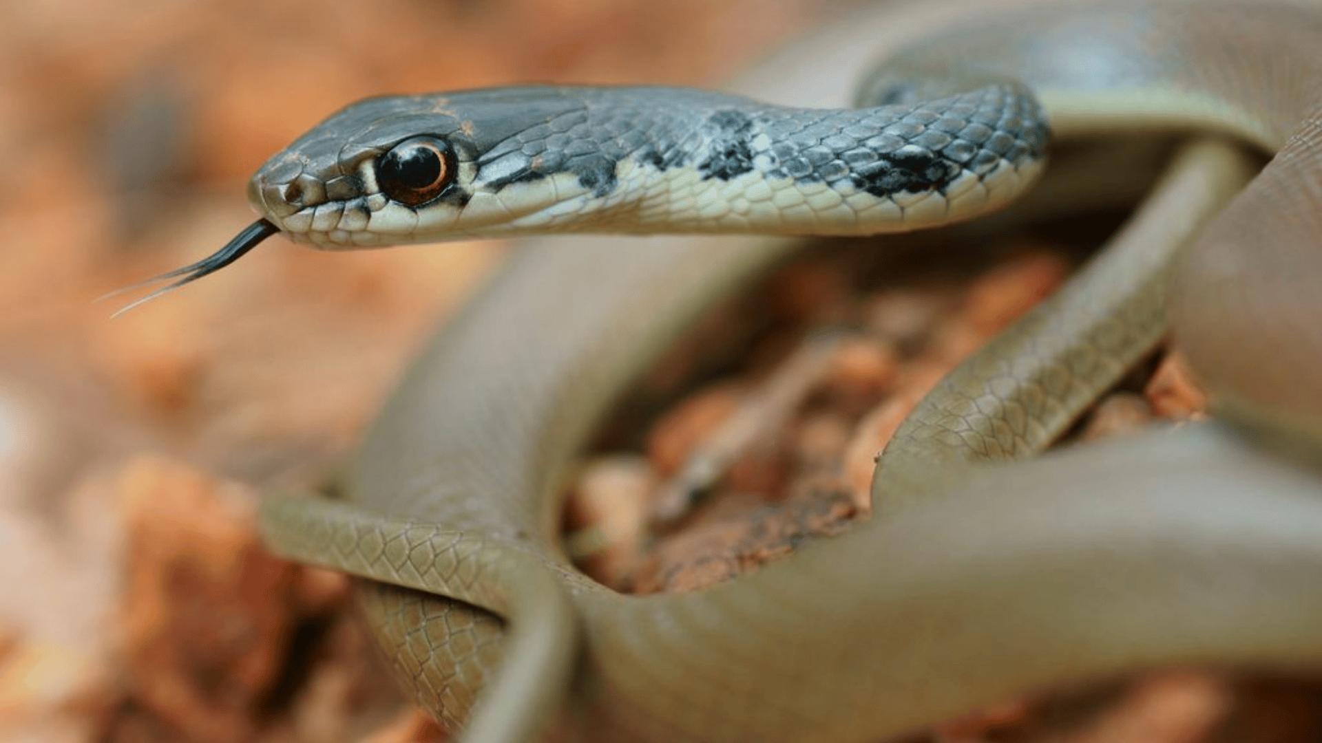 6._Dahls_Whip_Snake