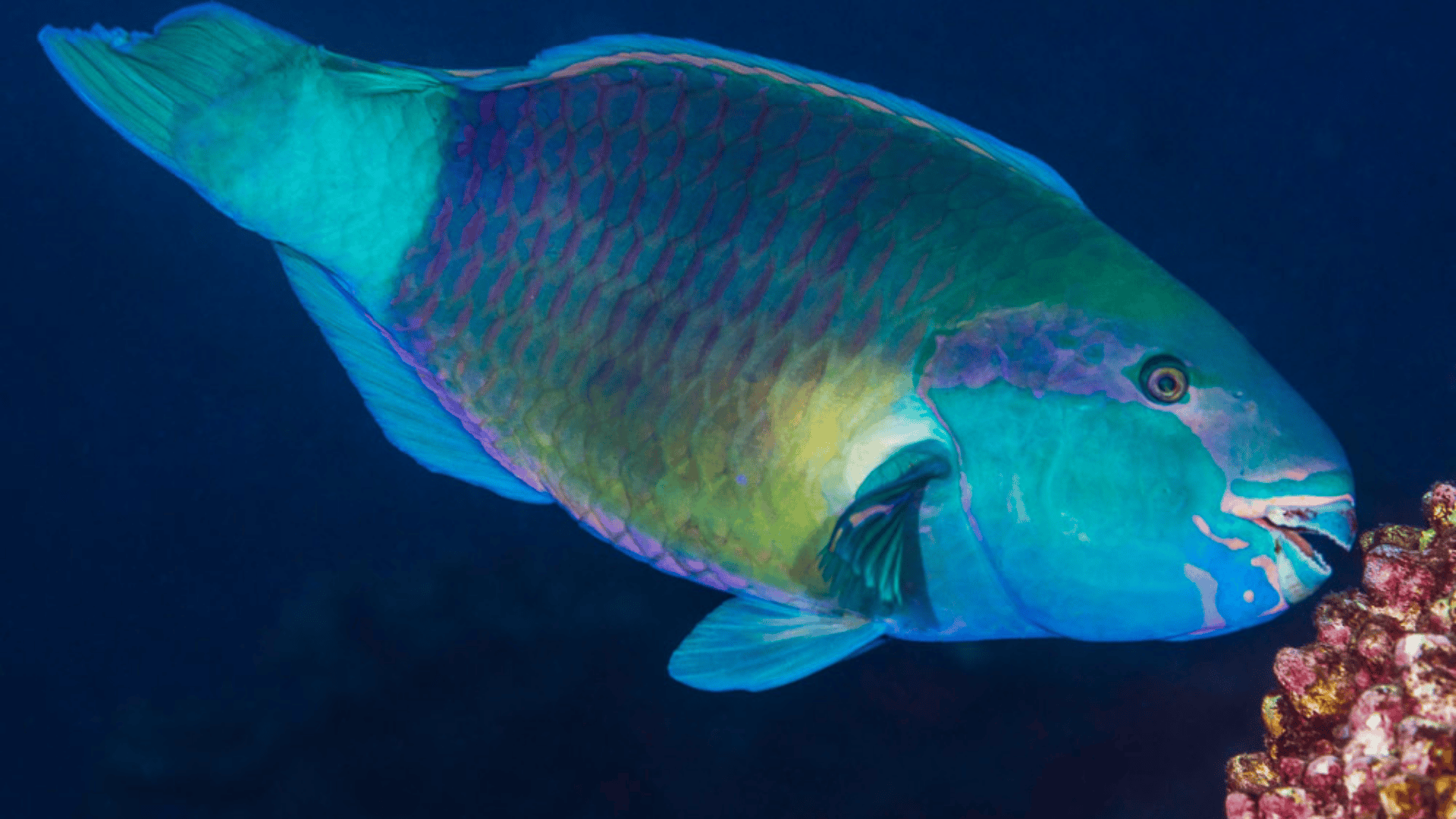 7._Daisy_Parrotfish