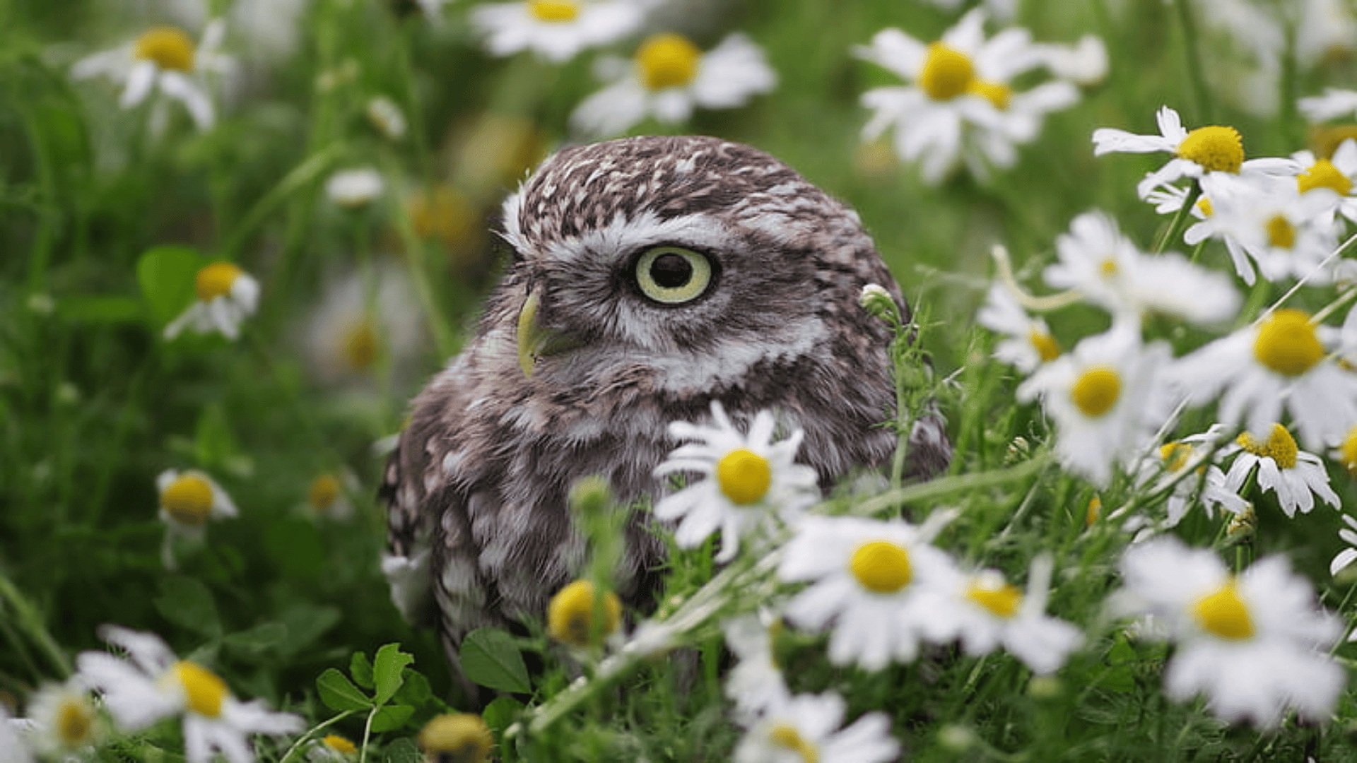 8._Daisys_Little_Owl
