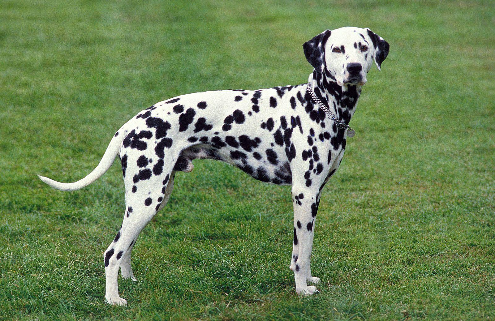 9._Dalmatian