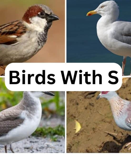99 Birds That Start With The Letter "S"