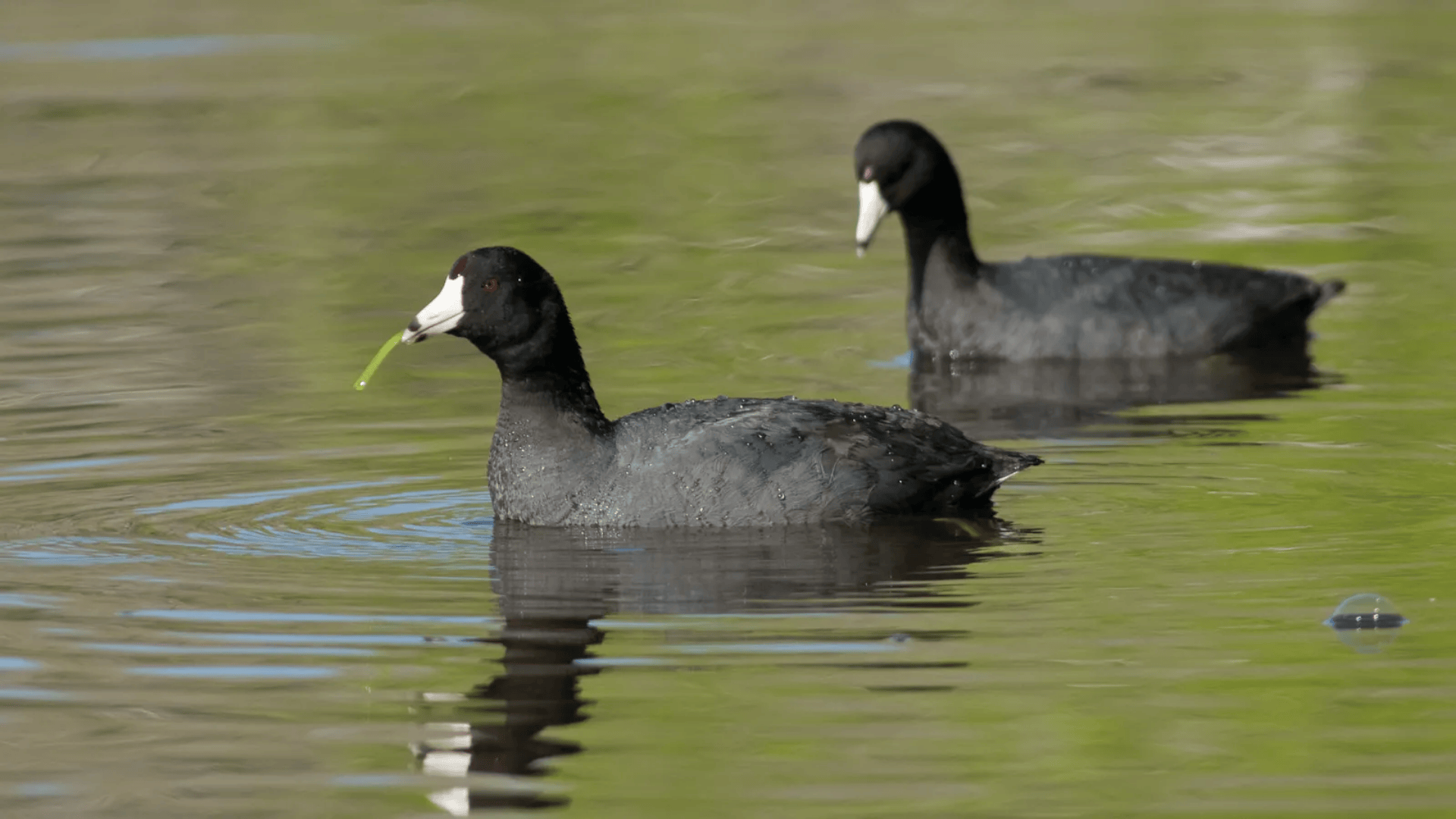 American_Coot