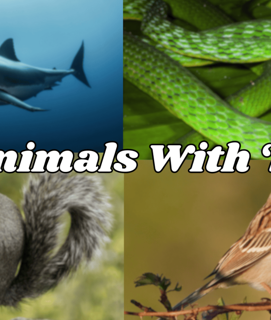 Animal Names That Start With The Letter "S"
