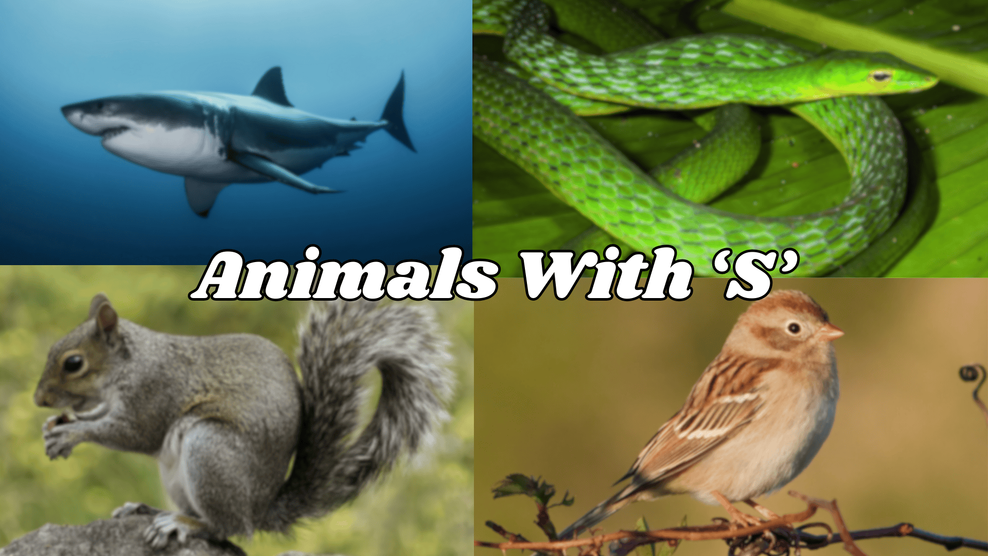 Animal Names That Start With The Letter "S"