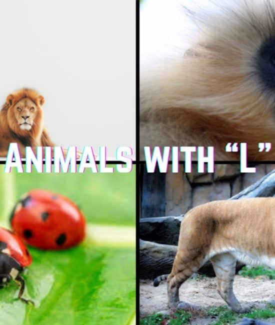 Animal Names that Start With The Letter "L"