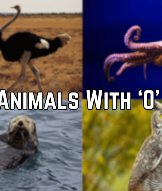 Animals Starting With the Letter "O"