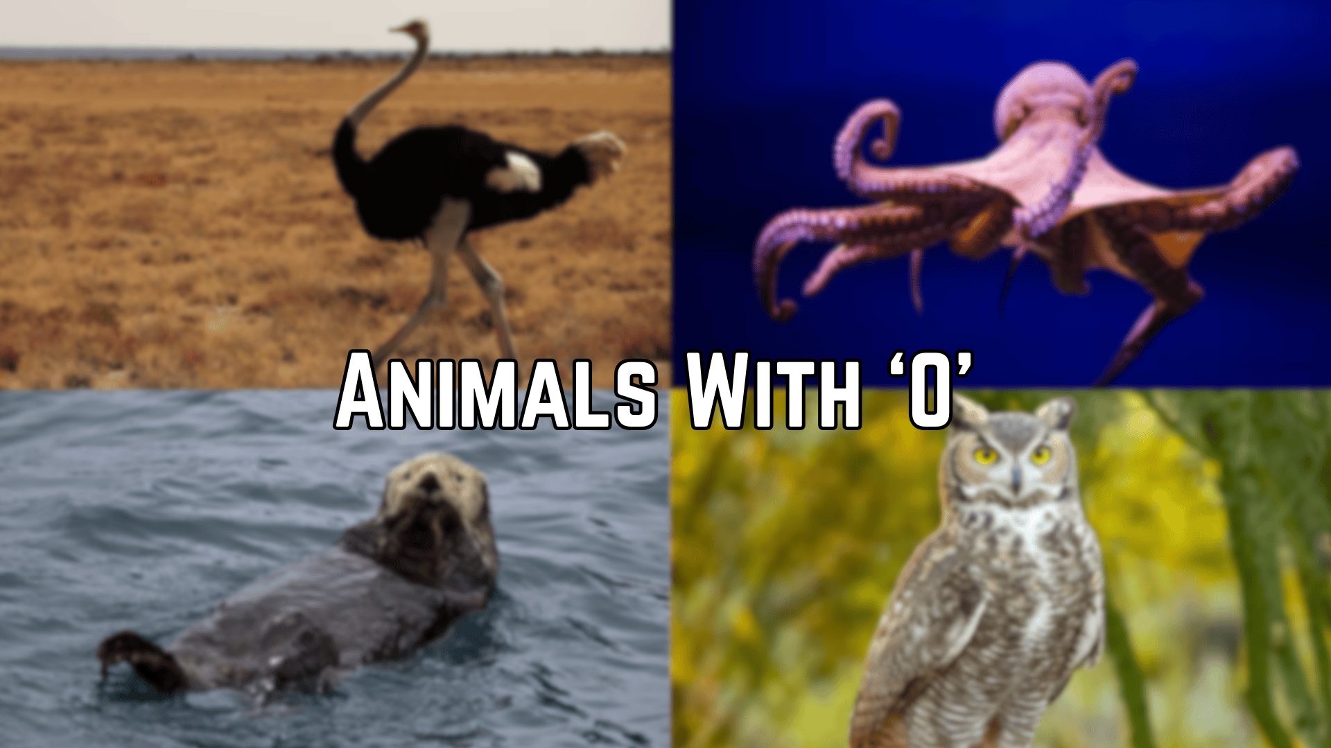 Animals Starting With the Letter "O"