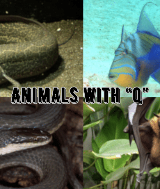 Animals Starting with The Letter "Q"