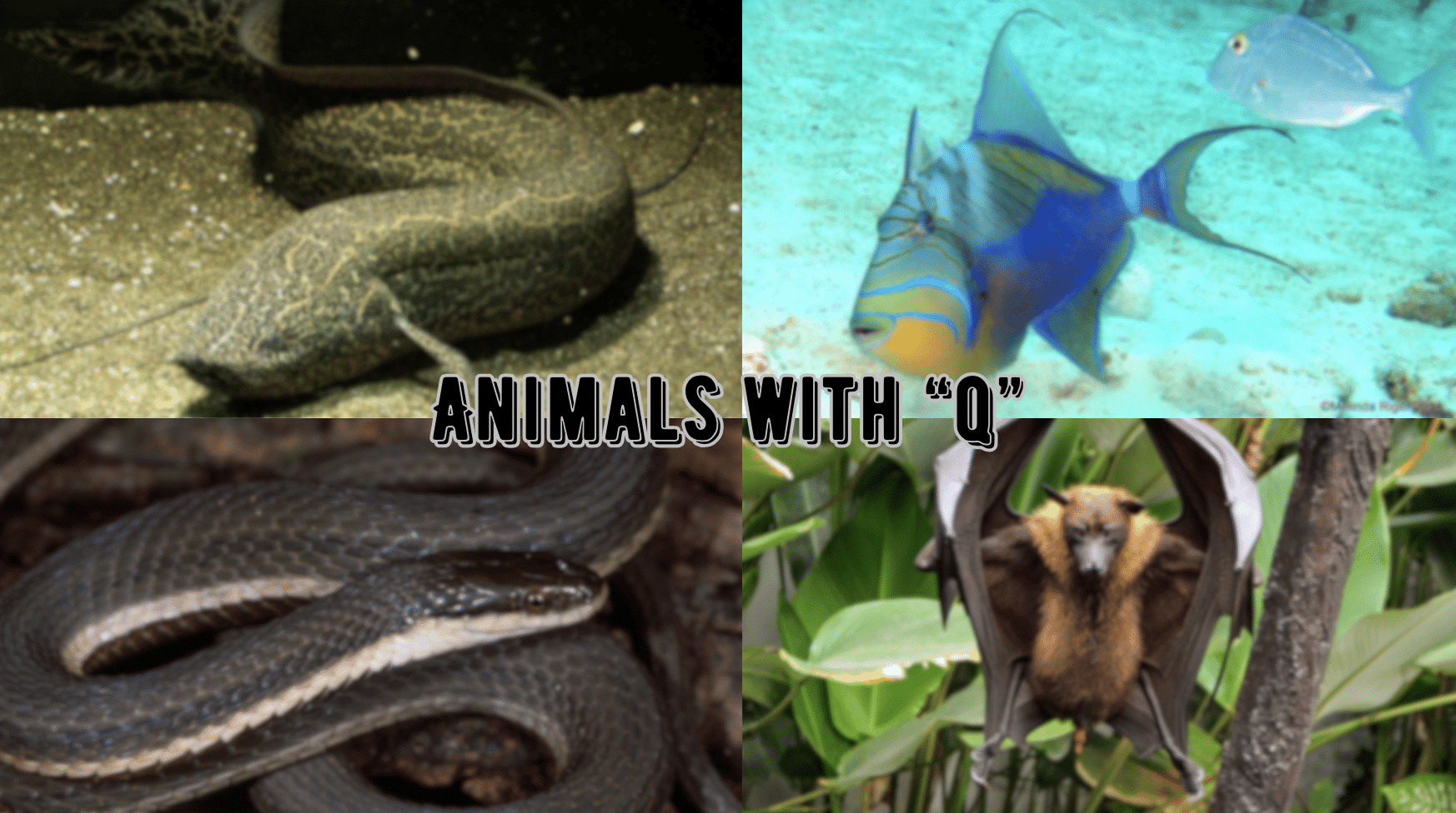 Animals Starting with The Letter "Q"
