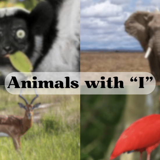 Animals Starting with The Letter "i"