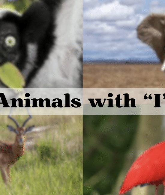 Animals Starting with The Letter "i"