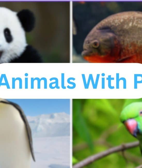 Animals That Start With The Letter "P"