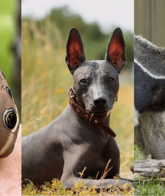 Animals That Start With X: List and Fun Facts