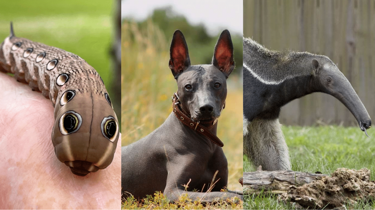 Animals That Start With X: List and Fun Facts