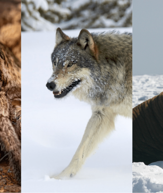 Animals That Start With the Letter "W"