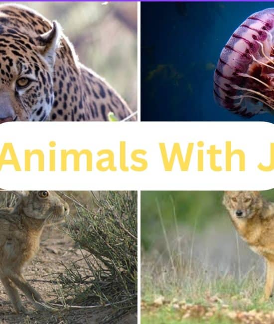 Animals That Start with The Letter "J"