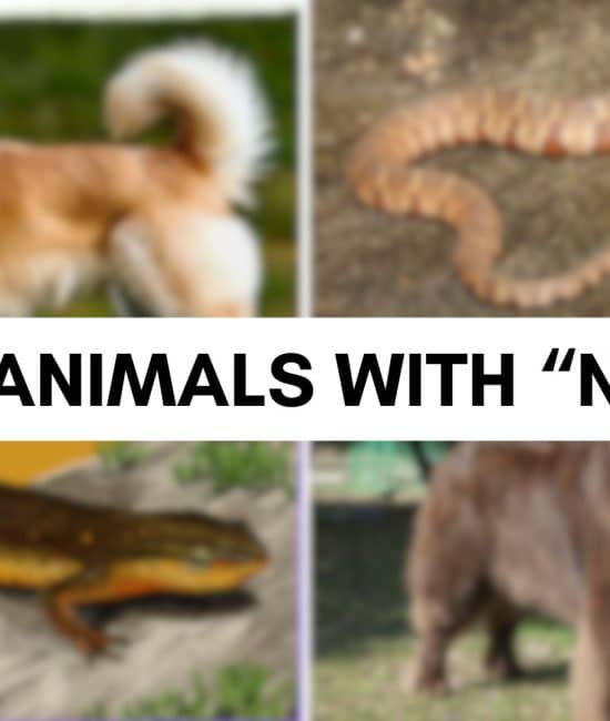 Animals that Starts with The Letter N