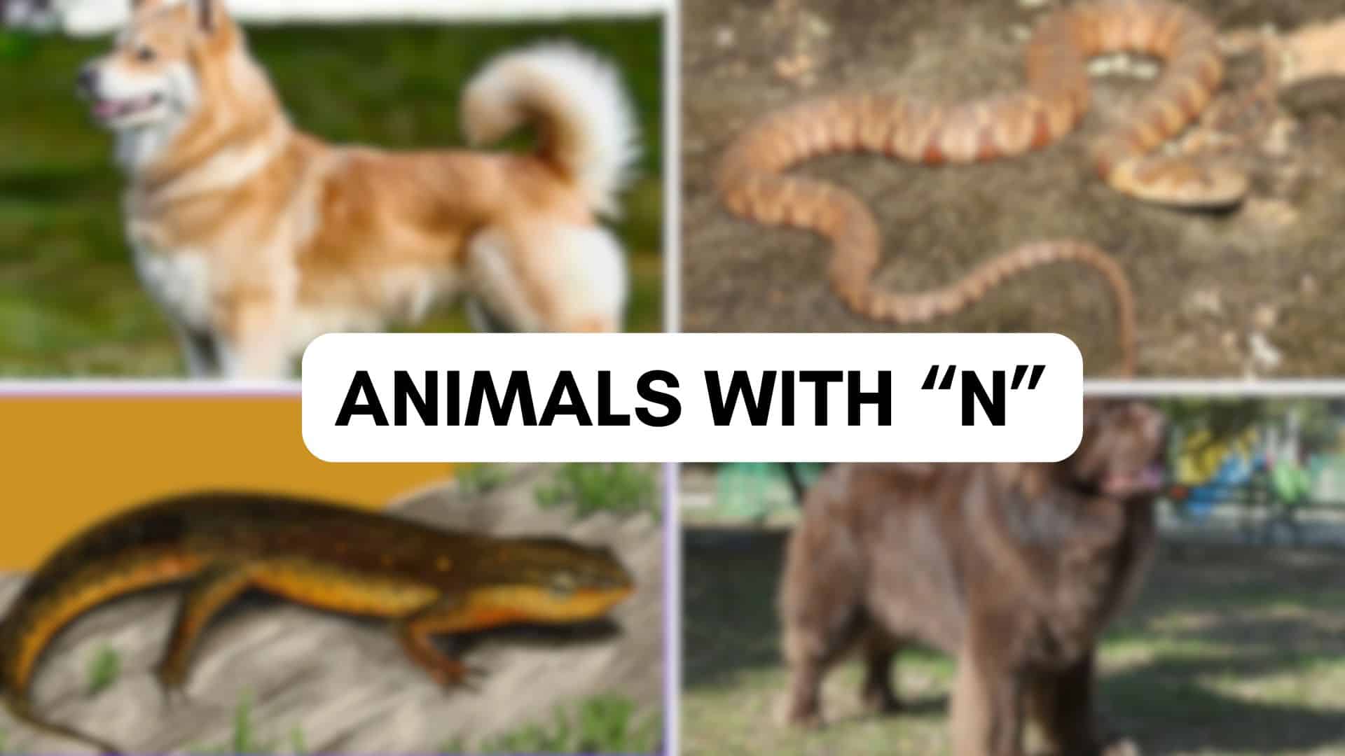 Animals that Starts with The Letter N